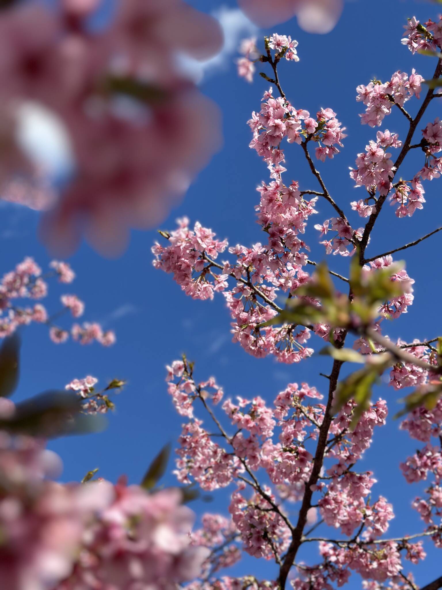 河津桜を見に行ってきました。