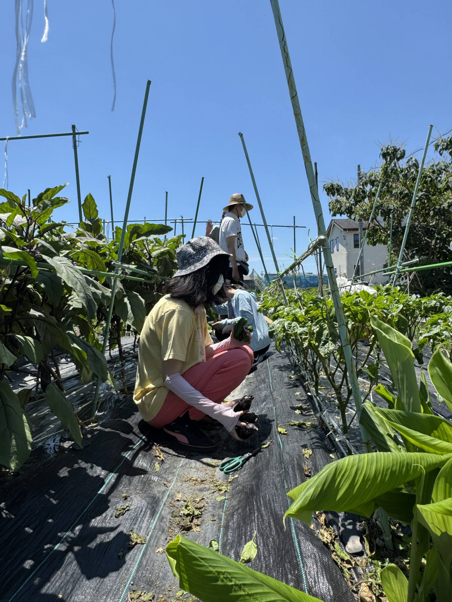 🍆🌽ななせ夏野菜スペシャル２０２５✨👒