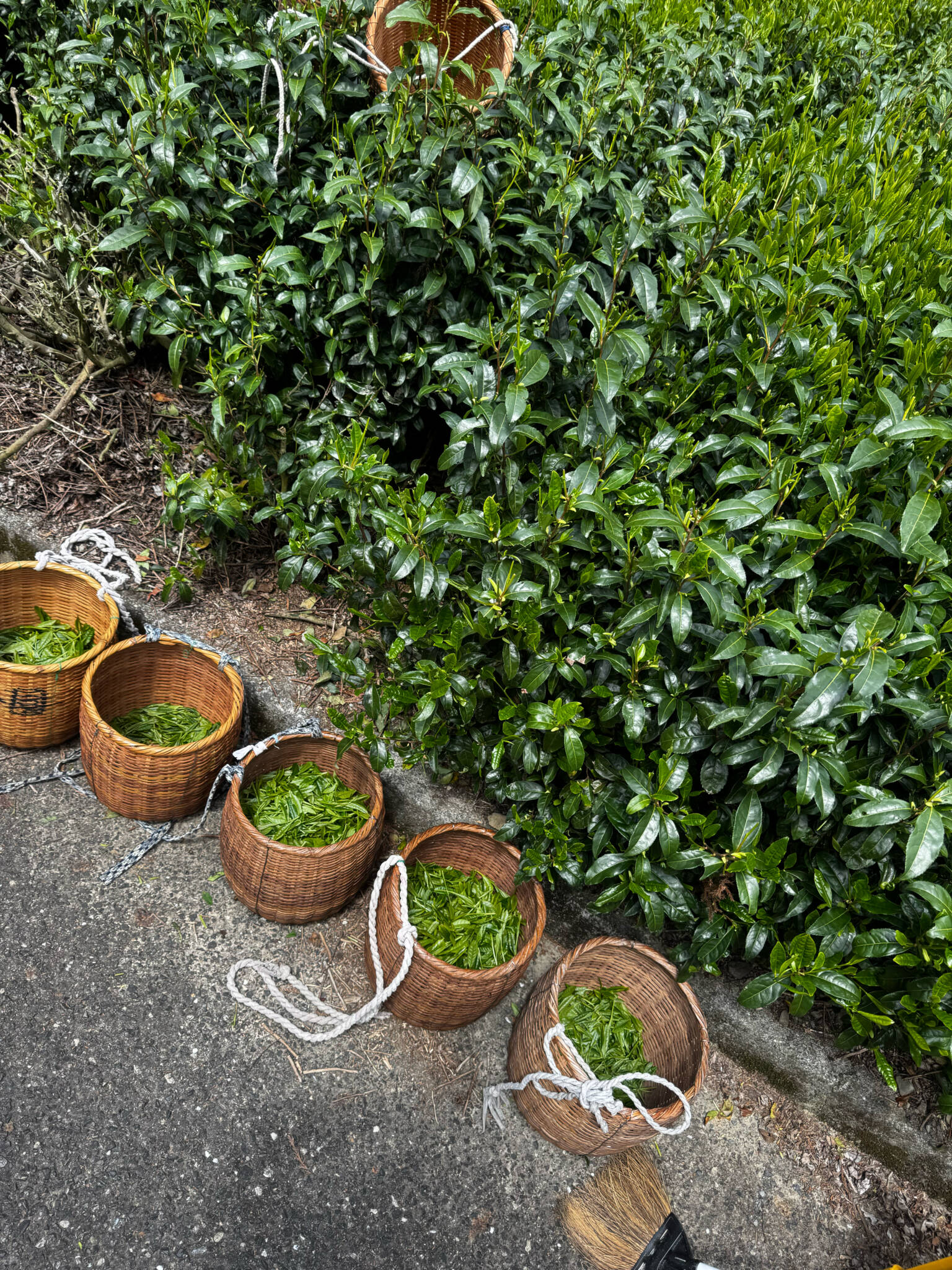 新茶のお茶摘み体験🌿